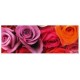 Blahoželanie Roses 21x8cm