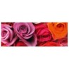 Blahoželanie Roses 21x8cm